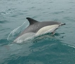 Cascais dolphins