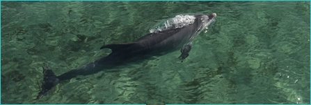 dolphin watching in Setubal