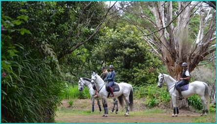 Madeira horse riding