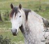 riding in Alentejo
