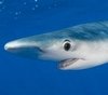 Azores sharks