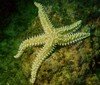 Algarve diving