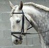 Portuguese Lusitano Horses