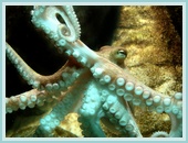 a close encounter with an octopus