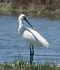 Algarve bird watching