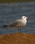 Andouin's Gull