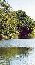 Arade river