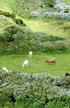Rural Azores