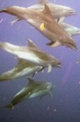 dolphins in the azores