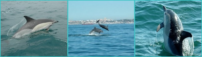 Cascais dolphins