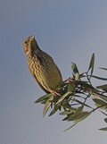 Corn Bunting