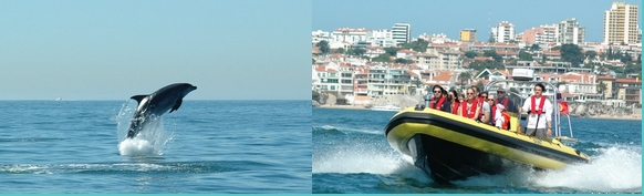 dolphin watching