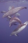 dolphins in the azores