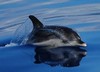 dolphins