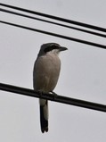 Southern Grey Shrike