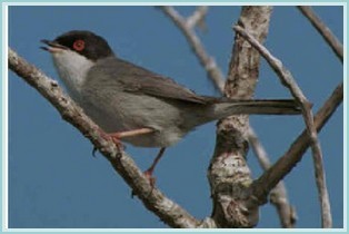 Sardinian Warbler