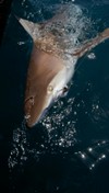 Portugal sport fishing