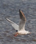 Slender Billed Gull