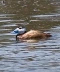 White Headed Duck