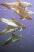 dolphins in the azores