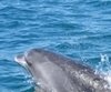 boat tours