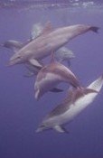 dolphins in the azores