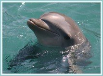 Dolphin