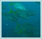 diving in the Azores
