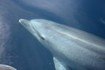 dolphin in Portugal