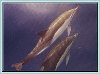 Dolphins in the Azores