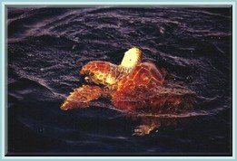 a turtle in the Azores