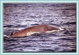 A Blue Whale in the Azores