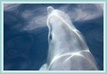 dolphins in the Azores