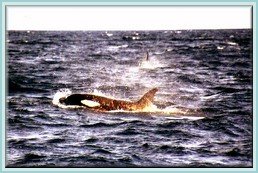 Killer whales in the Azores